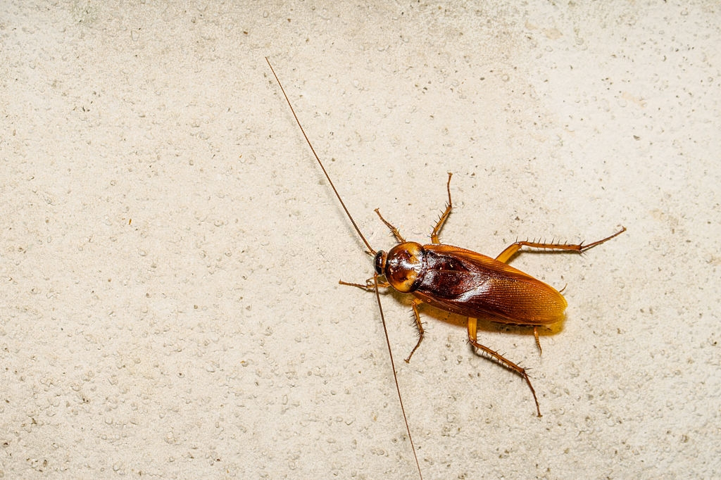 Cockroach Control, Pest Control in Tottenham, N17. Call Now 020 8166 9746