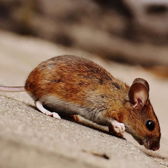 Mice, Pest Control in Tottenham, N17. Call Now! 020 8166 9746