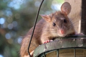 Rat Infestation, Pest Control in Tottenham, N17. Call Now 020 8166 9746