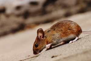 Mouse extermination, Pest Control in Tottenham, N17. Call Now 020 8166 9746