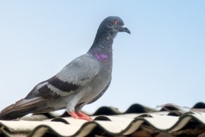Pigeon Pest, Pest Control in Tottenham, N17. Call Now 020 8166 9746
