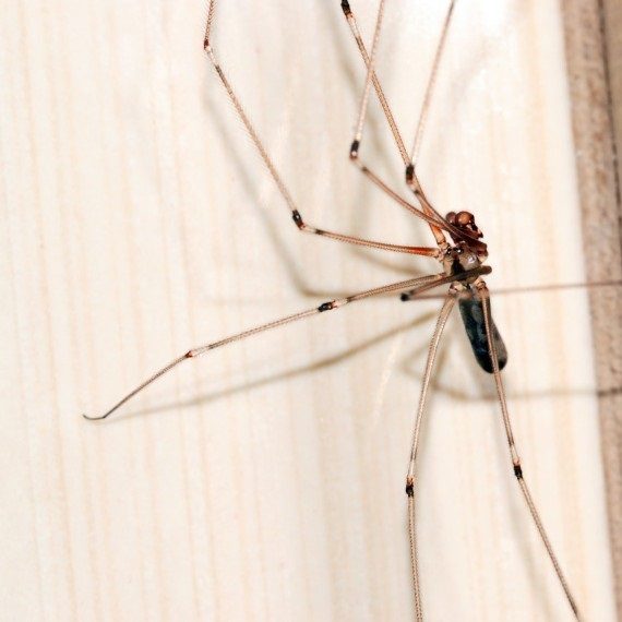 Spiders, Pest Control in Tottenham, N17. Call Now! 020 8166 9746