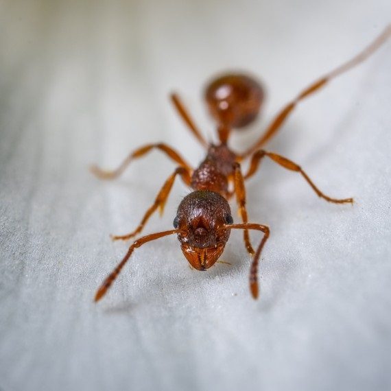 Field Ants, Pest Control in Tottenham, N17. Call Now! 020 8166 9746