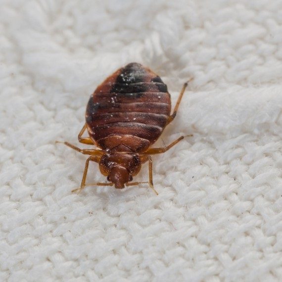 Bed Bugs, Pest Control in Tottenham, N17. Call Now! 020 8166 9746