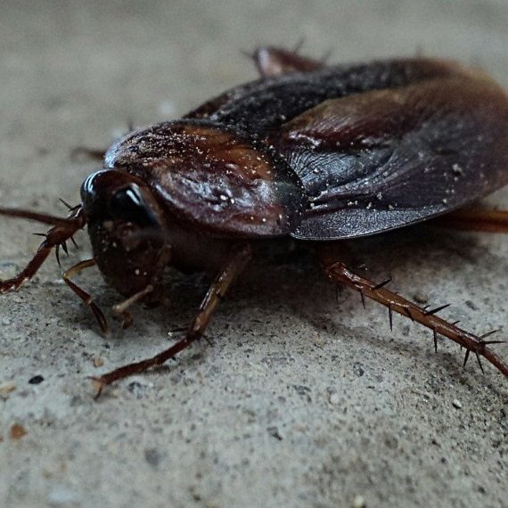 Cockroaches, Pest Control in Tottenham, N17. Call Now! 020 8166 9746
