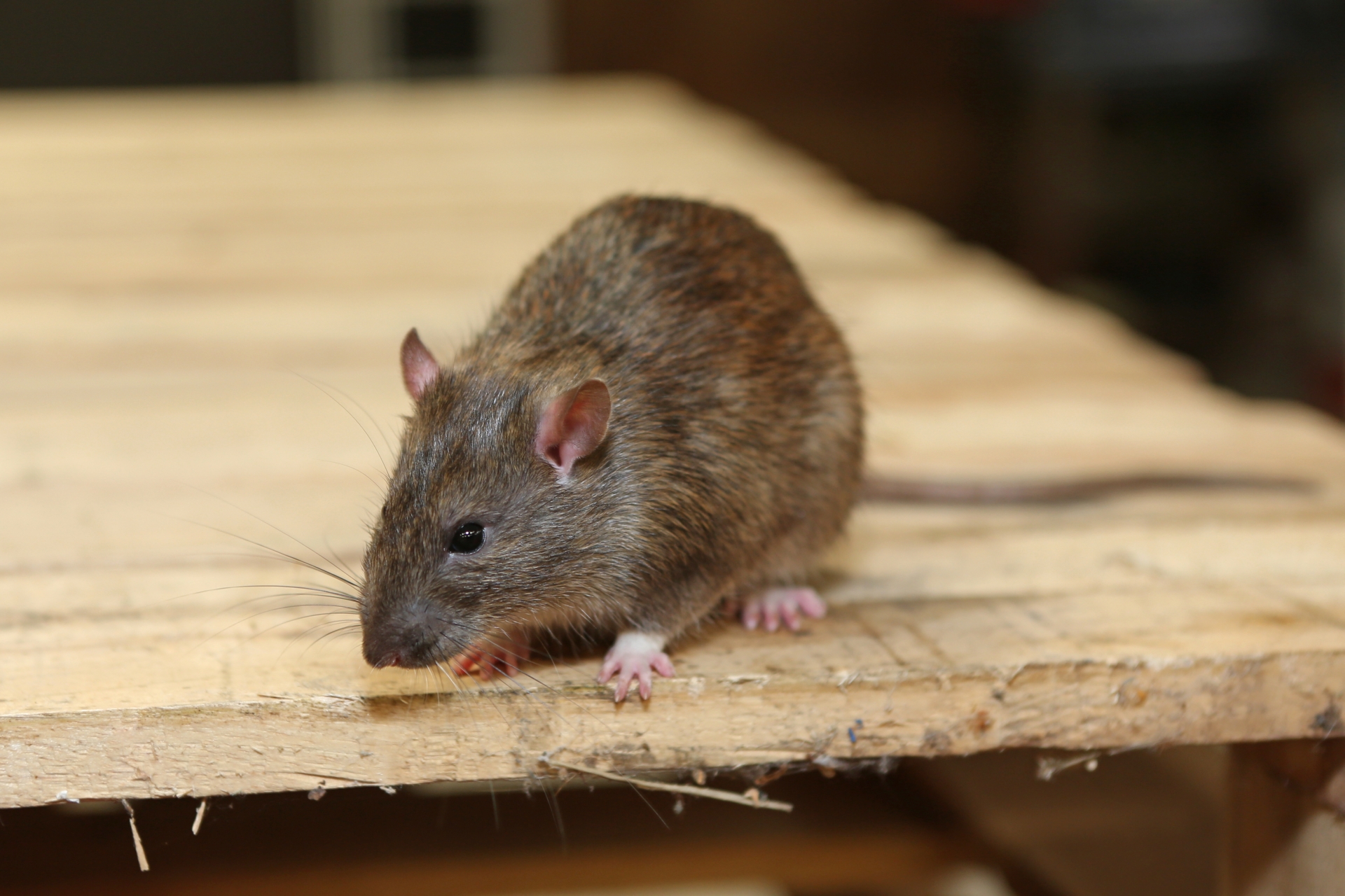 Rat Infestation, Pest Control in Tottenham, N17. Call Now 020 8166 9746