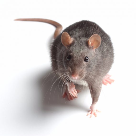 Rats, Pest Control in Tottenham, N17. Call Now! 020 8166 9746