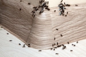 Ant Control, Pest Control in Tottenham, N17. Call Now 020 8166 9746