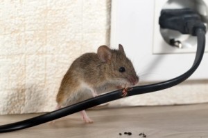 Mice Control, Pest Control in Tottenham, N17. Call Now 020 8166 9746